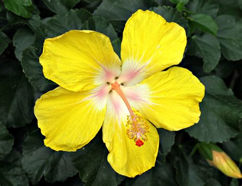 Hibiscus, Longwood Gardens IMG_2816 | Longwood Gardens, Kenn… | Flickr