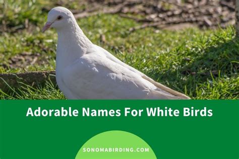 200+ Cute and Funny White Bird Names - Sonoma Birding