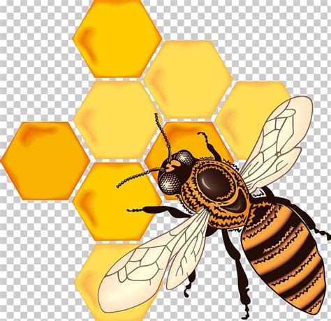 Honey Bee Honeycomb Drawing PNG, Clipart, Arthropod, Bee, Bumblebee, Coloring Book, Drawing Free ...