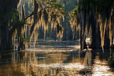 What Is A Bayou? - WorldAtlas.com