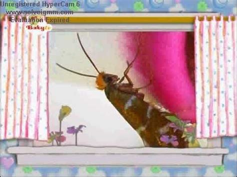 babytv the amazing world butetterfry - YouTube