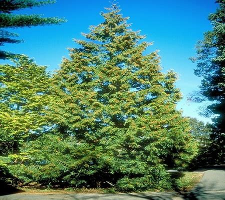 types of cedar trees in oklahoma - Loudly Log-Book Photo Galleries