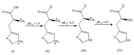 The netcharge of histidine at pH=pKa2 is? (pKa 1=1.8, pKa 2=6.0, pKa3=9.3) | Study.com