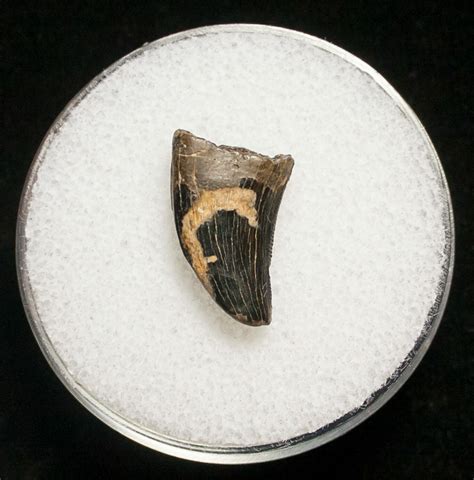 .62" Dromaeosaur (Raptor) Tooth - Montana (#8681) For Sale - FossilEra.com