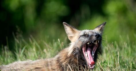 Fox Teeth: Everything You Need to Know - A-Z Animals