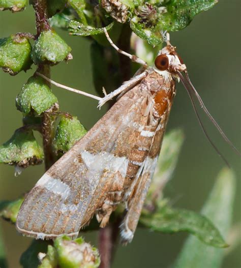 Moth - Spoladea recurvalis - BugGuide.Net