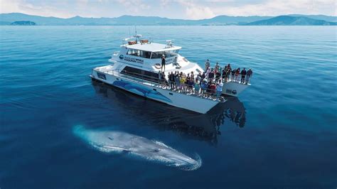 Auckland Whale & Dolphin Safari | Whale Watching Tours in New Zealand