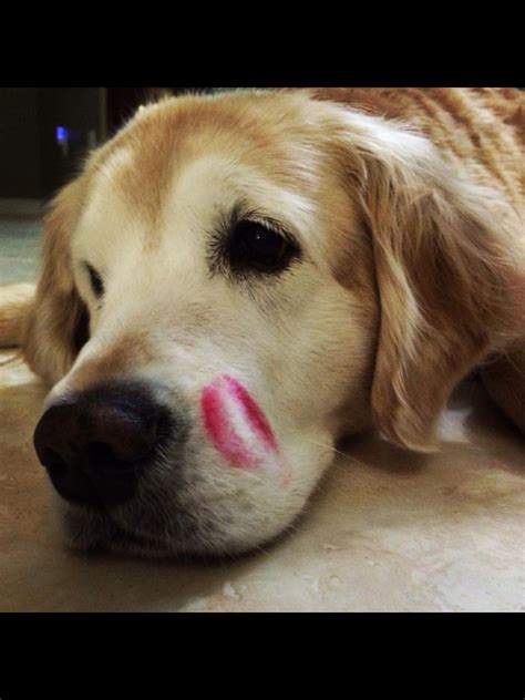 Kisses | Golden retriever, Retriever, Animals