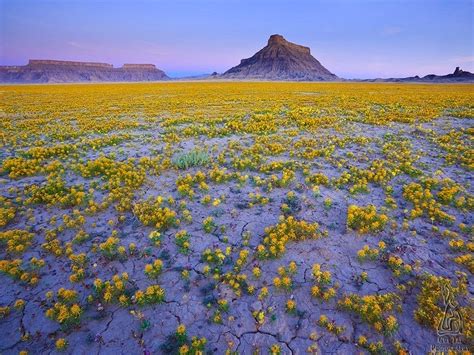 Desert Wildflowers in the Colorado Plateau | Amusing Planet