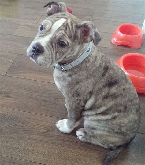 English / French Bulldog mix | French bulldog mix, Puppy time, Cute animals