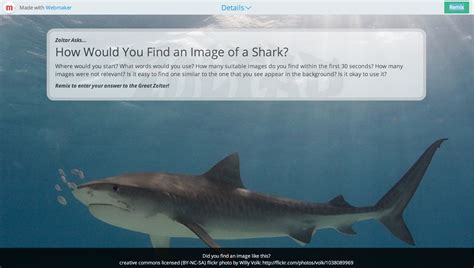 Free Images : marine biology, requiem shark, carcharhiniformes, tiger ...