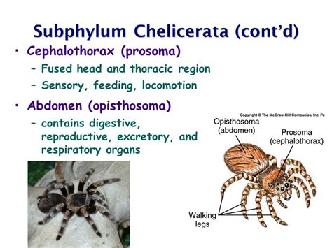 Subphylum Chelicerata Examples