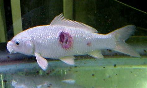 Ulcers & Raised Scales: Ulcer Disease In Fish – Koivet.com | Fish ...