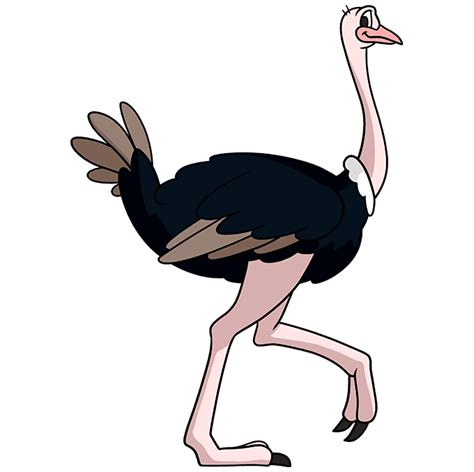 Common Ostrich Drawing Bird Illustration Cartoon Ostrich Transparent ...