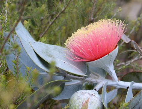 Creating and Educating: Wildflowers Western Australia