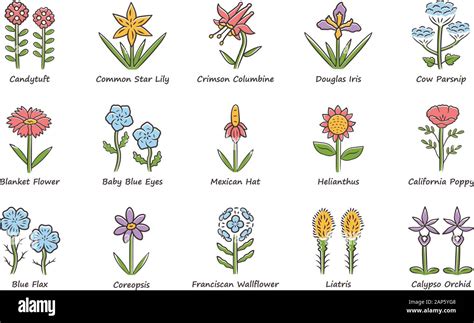 Wild flowers color icons set. Spring blossom. California wildflowers with names. Garden blooming ...