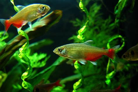 Bloodfin Tetra: Size, Care, Lifespan, Tank Mates | MeeThePet