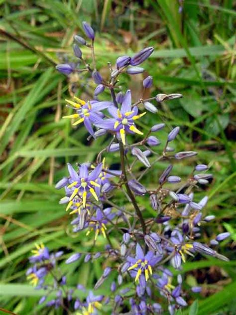 Dianella caerulea | Wholesale Nursery - Nurseries in Melbourne, Sydney & Brisbane | Plantmark