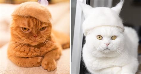 Cats In Hats Made From Their Own Hair | Bored Panda