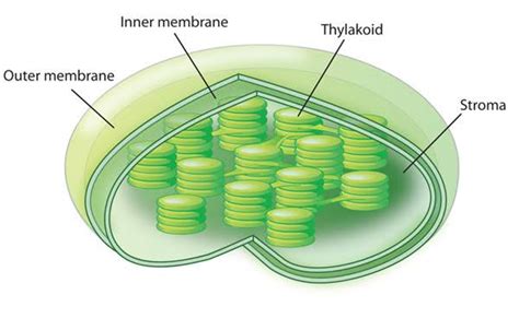 Best technique for chloroplast isolation