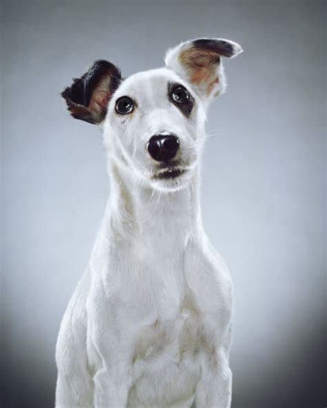 Dog Portraits (24 pics) - Izismile.com