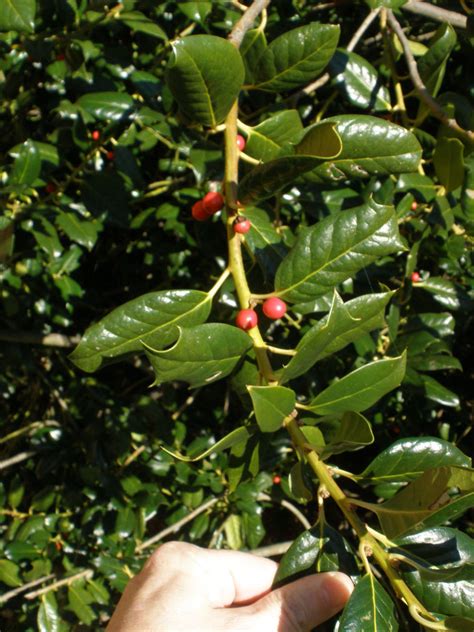 Ilex cornuta (Aquifoliaceae) image 18485 at PhytoImages.siu.edu