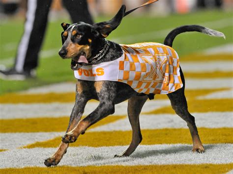 Tennessee's Smokey celebrates 61-year anniversary as mascot