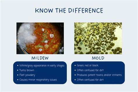 Mildew vs Mold in Residential Homes - Reagan Environmental