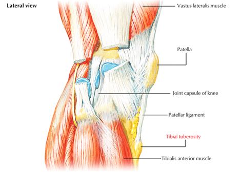 Tibial Tuberosity – Earth's Lab