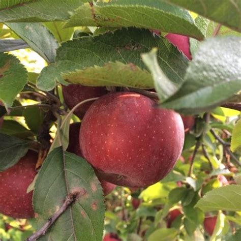 20 Best Apple Picking at Orchards in the U.S.