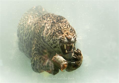 Jaguar underwater - Most Beautiful Picture