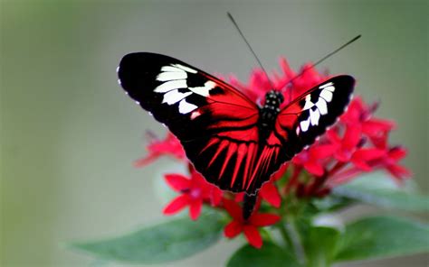 Red and Black Butterfly Wallpapers on WallpaperDog