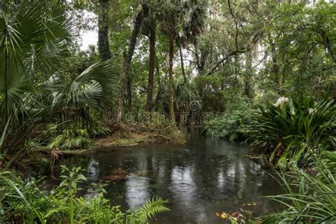 Rain in the Southern Forest, Florida, USA Stock Photo - Image of rain ...