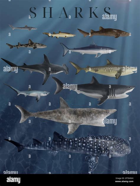 Educational poster depicting various shark species to scale Stock Photo ...