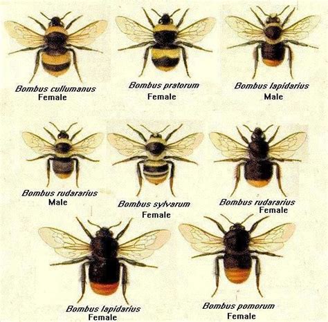 Bees: pictures, information, classification and more | Bee keeping, Bee, Bee art