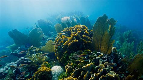 Miraculous Comeback: How This Coral Recovered From Bleaching | Nature ...