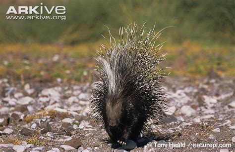 Cape porcupine - Alchetron, The Free Social Encyclopedia