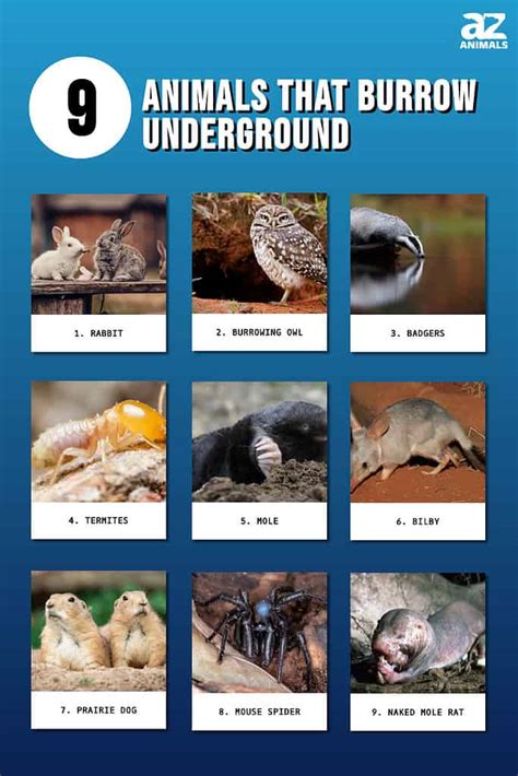 Courtney Baldwin: Burrowing Animals In Arizona List