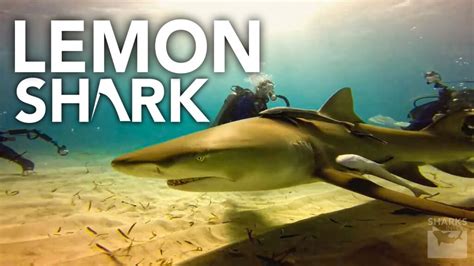 Lemon Shark Facts - Habitat, Social Behavior & Human Interaction ...