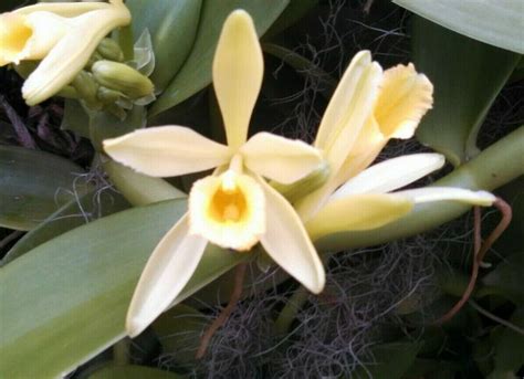 Vanilla Bean Orchid Plant Vanilla Planifolia Grow Your Own | Etsy | Orchid plants, Plants, Orchids