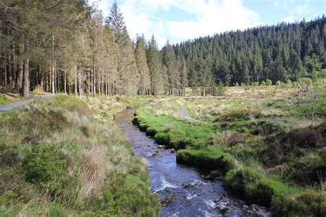 Walking The Blaenhafren Falls Trail at Hafren Forest, Wales