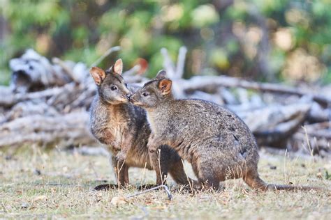 Tasmanian Pademelons - Wildlife Sanctuary & Café - Great Ocean Road | Wildlife Wonders