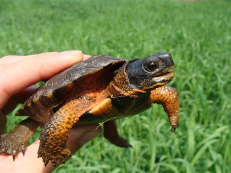 Wood Turtles Clemmys insculpta – Dr Erik Johnson – Veterinarian