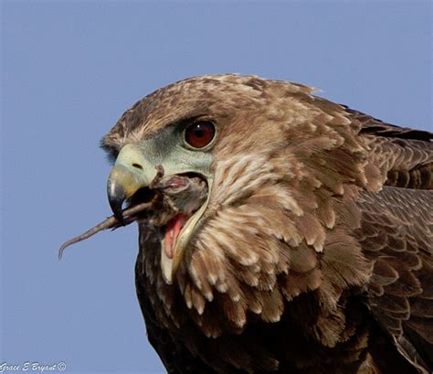 African Safari Photography by Grace Bryant, ATP Member