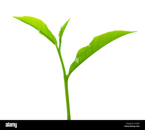 Close up tea leaves on white background Stock Photo - Alamy