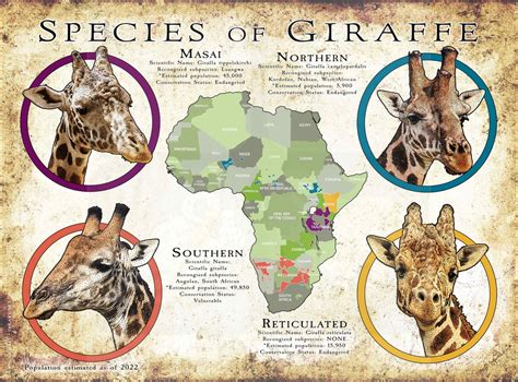 Species of Giraffe Poster Print