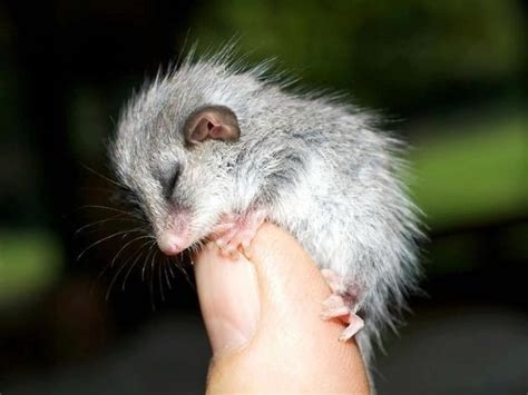 Australia is full of cute animals..