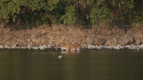 Tiger Drinking Water in River, Stock Footage | VideoHive