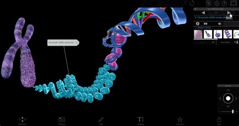 Four Ways to Teach DNA Structure with Visible Biology