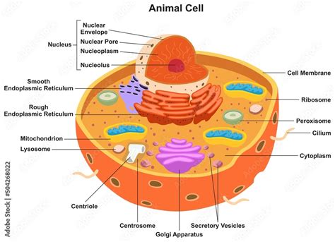 Animal cell parts and structure infographic diagram for biology science ...